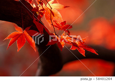 勝持寺 紅葉 勝持寺 紅葉 58401264