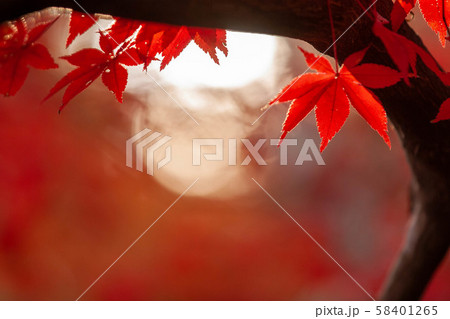 勝持寺　紅葉 58401265