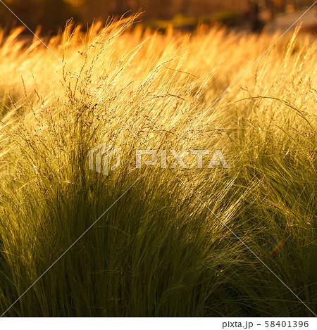 Yellow-green grass sways in the wind on a bright sunny day 58401396