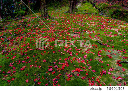 湖東三山 西明寺 紅葉 湖東三山 西明寺 紅葉 58401503