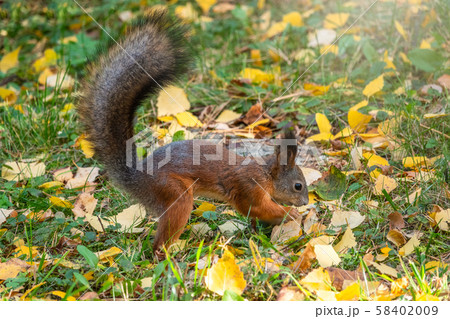 Squirrel in autumn hides nuts on the green grass 58402009