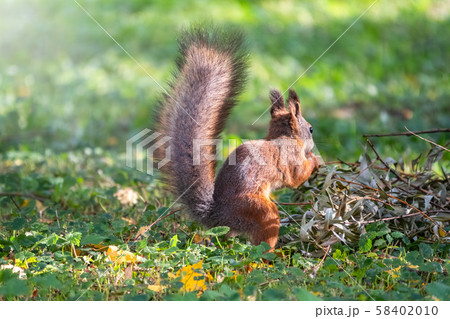 Squirrel in autumn hides nuts on the green grass 58402010