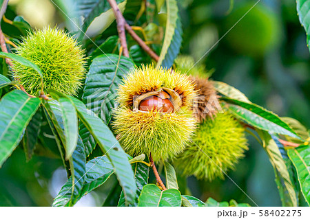 イガグリ 秋の味覚 実り 【長野県】 イガグリ 秋の味覚 実り 【長野県】 58402275