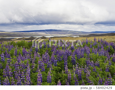 Summer landscape in west Iceland with purple lupine Lupinus perennis flower field in golden hour 58402429