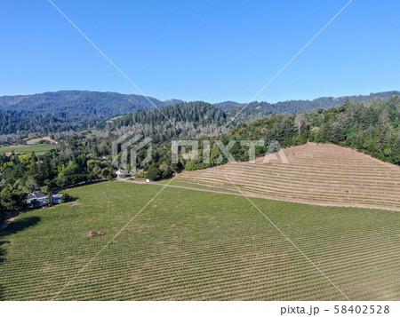 Aerial view of vineyard in Napa Valley during summer season Aerial view of vineyard in Napa Valley during summer season 58402528