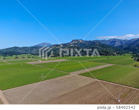Aerial view of vineyard in Napa Valley during summer season Aerial view of vineyard in Napa Valley during summer season 58402542