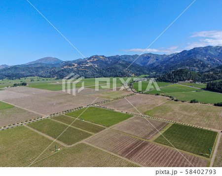 Aerial view of vineyard in Napa Valley during summer season Aerial view of vineyard in Napa Valley during summer season 58402793