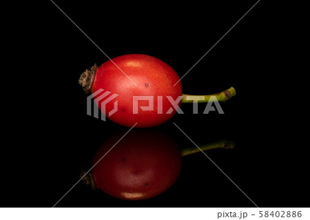 Fresh red rosehip isolated on black glass Fresh red rosehip isolated on black glass 58402886