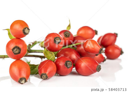 Fresh red rosehip isolated on white 58403713