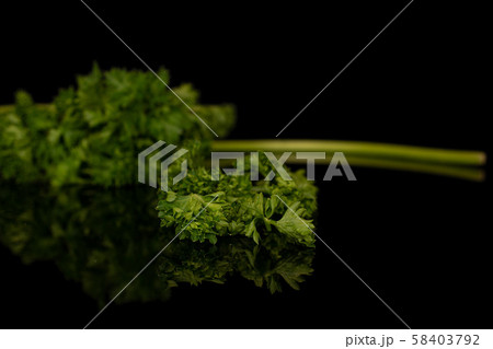 Fresh green parsley isolated on black glass Fresh green parsley isolated on black glass 58403792