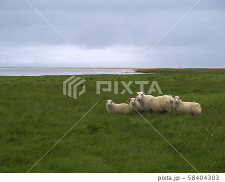 group of four icelandic sheep, mother and lamb on green grass meadow, blue sky and red sand beach group of four icelandic sheep, mother and lamb on green grass meadow, blue sky and red sand beach 58404303