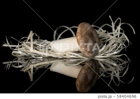 King trumpet mushroom isolated on black glass King trumpet mushroom isolated on black glass 58404696