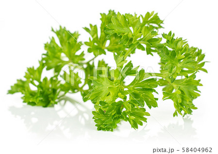 Fresh green parsley isolated on white Fresh green parsley isolated on white 58404962