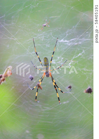 優しい蜘蛛 優しい蜘蛛 58405191