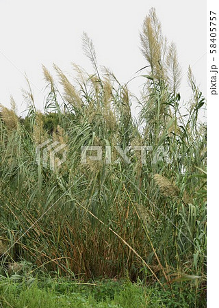 ダンチク(暖竹) ダンチク(暖竹) 58405757