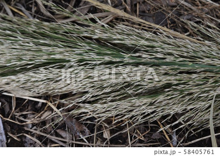 ダンチク（暖竹） 58405761