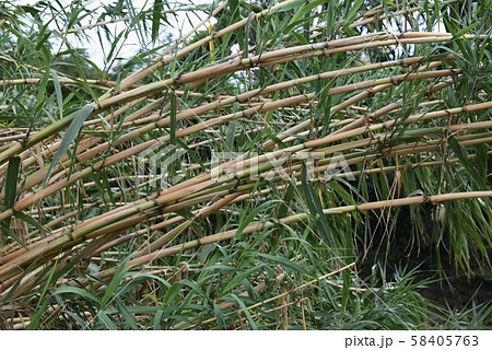 ダンチク（暖竹） 58405763