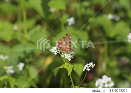 キタテハと蕎麦の花 58406305