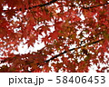 秋の紅葉 秋の紅葉 58406453