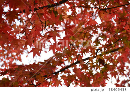 秋の紅葉 秋の紅葉 58406453