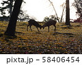 奈良公園の鹿 秋の紅葉 奈良公園の鹿 秋の紅葉 58406454