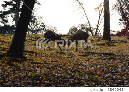 奈良公園の鹿 秋の紅葉 奈良公園の鹿 秋の紅葉 58406454