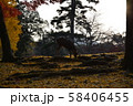 奈良公園の鹿 秋の紅葉 奈良公園の鹿 秋の紅葉 58406455