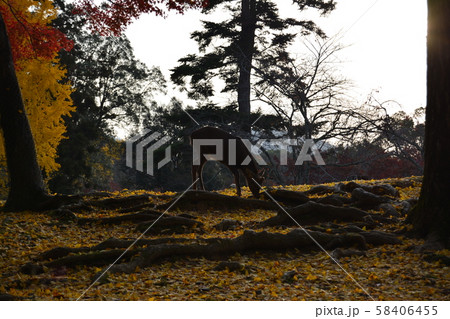 奈良公園の鹿 秋の紅葉 奈良公園の鹿 秋の紅葉 58406455