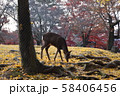 奈良公園の鹿 秋の紅葉 奈良公園の鹿 秋の紅葉 58406456