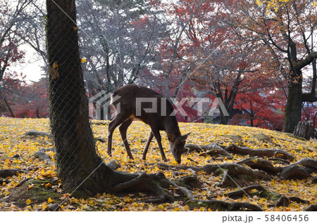 奈良公園の鹿 秋の紅葉 奈良公園の鹿 秋の紅葉 58406456