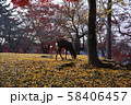 奈良公園の鹿 秋の紅葉 奈良公園の鹿 秋の紅葉 58406457