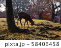 奈良公園の鹿 秋の紅葉 奈良公園の鹿 秋の紅葉 58406458