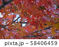 秋の紅葉 秋の紅葉 58406459