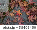 秋の紅葉 秋の紅葉 58406460