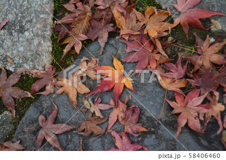 秋の紅葉 秋の紅葉 58406460