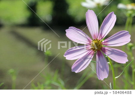 コスモス コスモス 58406488