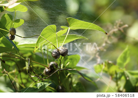 むかごの実 むかごの実 58406518