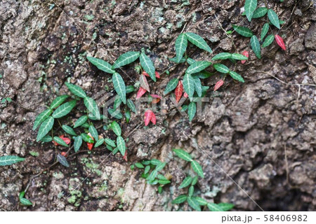 テイカカズラの幼木の葉 58406982