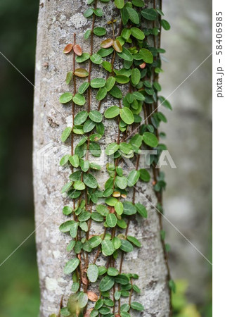 テイカカズラの幼木の葉 58406985