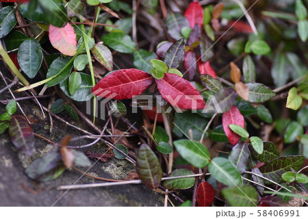 テイカカズラの幼木の葉 58406991