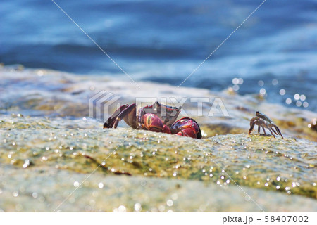 不均衡なイワガニの戦い 58407002