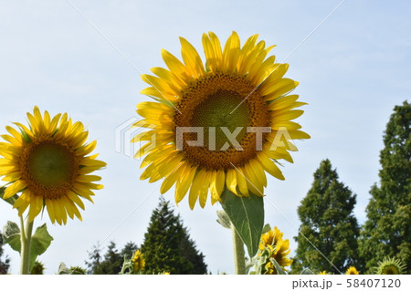 ひまわり 58407120