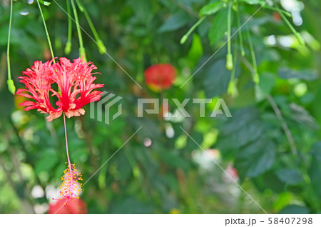 フウリンブッソウゲ 58407298