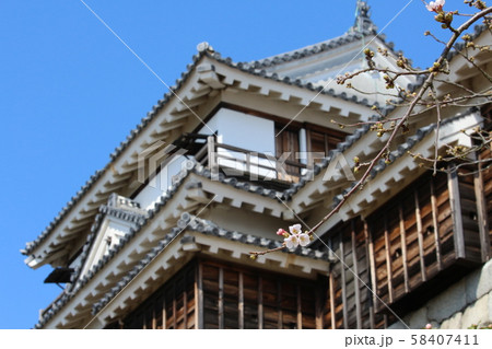 咲き始めた桜と松山城の北隅櫓 58407411