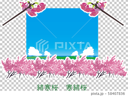 南国　奄美　さくら　植物　春一番 58407836