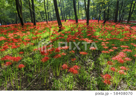 【巾着田　彼岸花】 58408070
