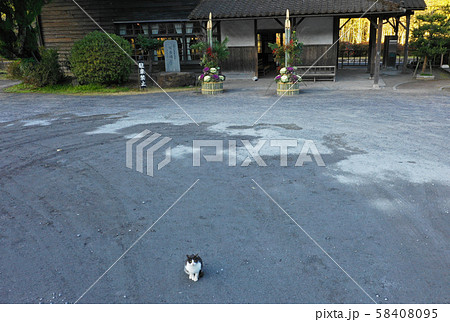 嘉例川駅にいる猫の空撮 嘉例川駅にいる猫の空撮 58408095