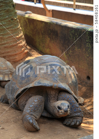 ガラパゴスゾウガメ 58408161