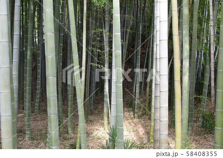 竹 58408355