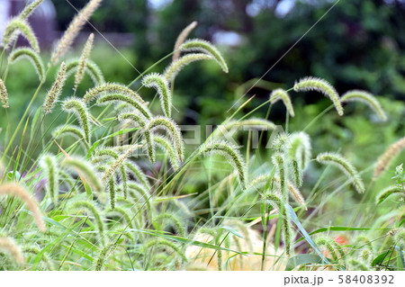 ネコジャラシ ネコジャラシ 58408392